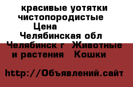 красивые уотятки чистопородистые › Цена ­ 15 000 - Челябинская обл., Челябинск г. Животные и растения » Кошки   